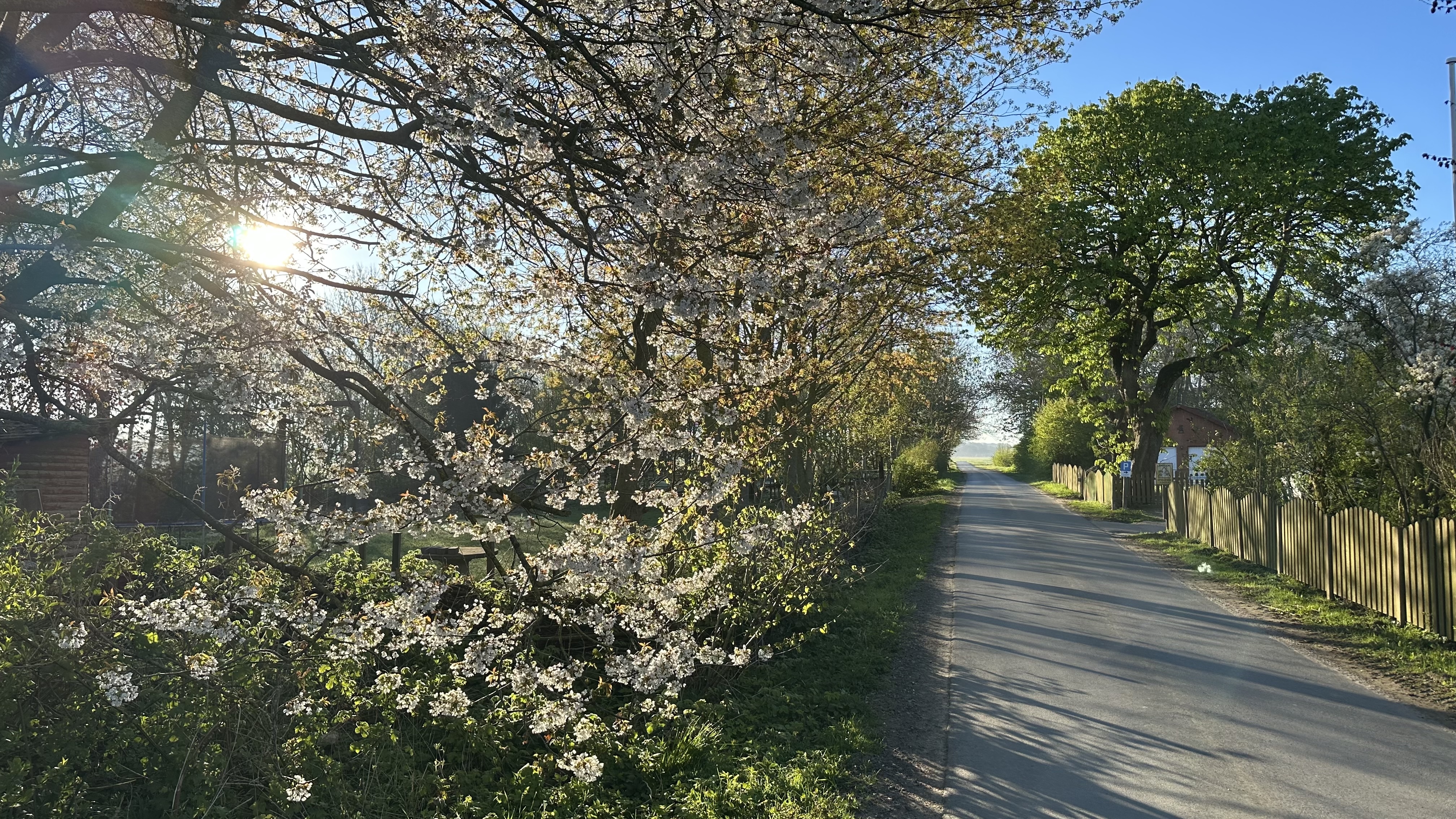 Kirschblüten im Gegenlicht