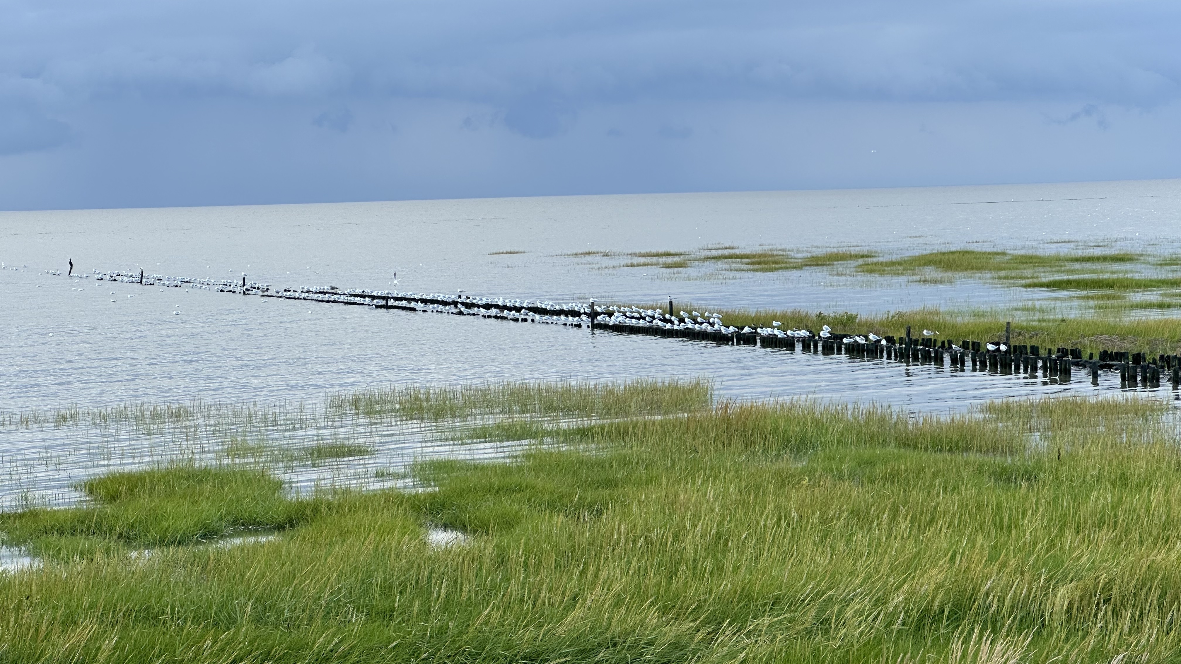 Salzwiesen und Lahnungen im Wattenmeer mit Möwen